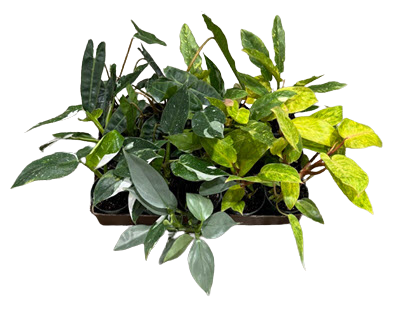 Philodendron Upright Premium Asst